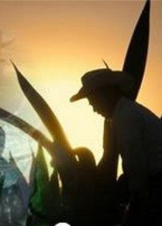 Proceso de elaboracion tequila